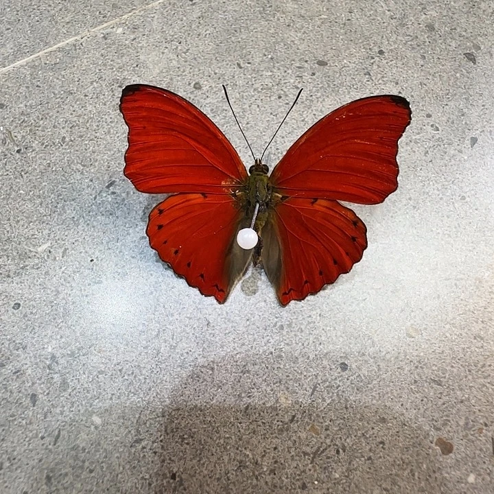 今***呢血咦蛱蝶蝴蝶标本排麦