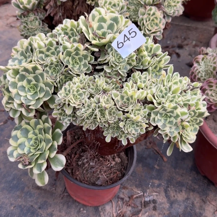 绿豆沙自然朵朵缀化645