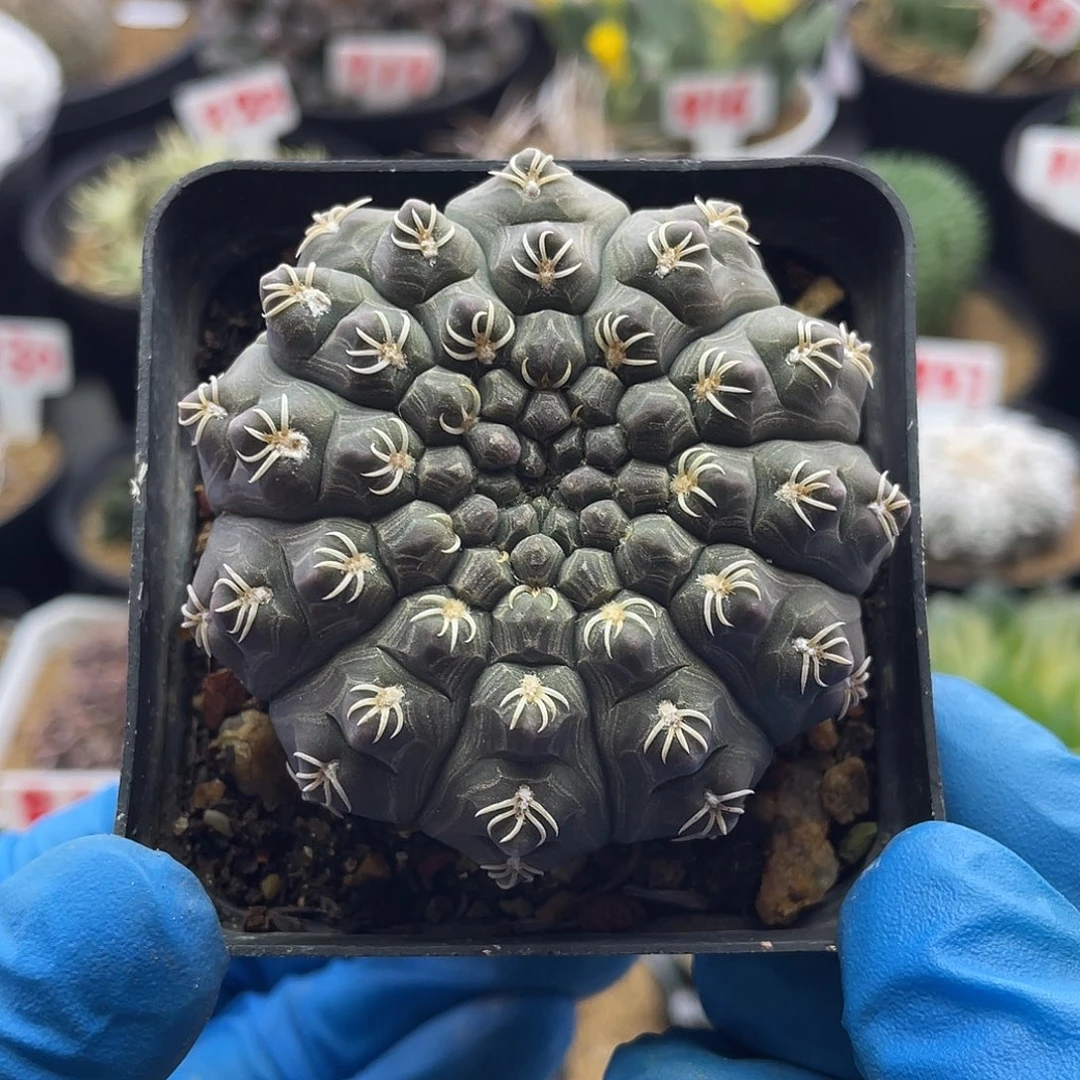 实生龟甲瑞昌玉仙人球