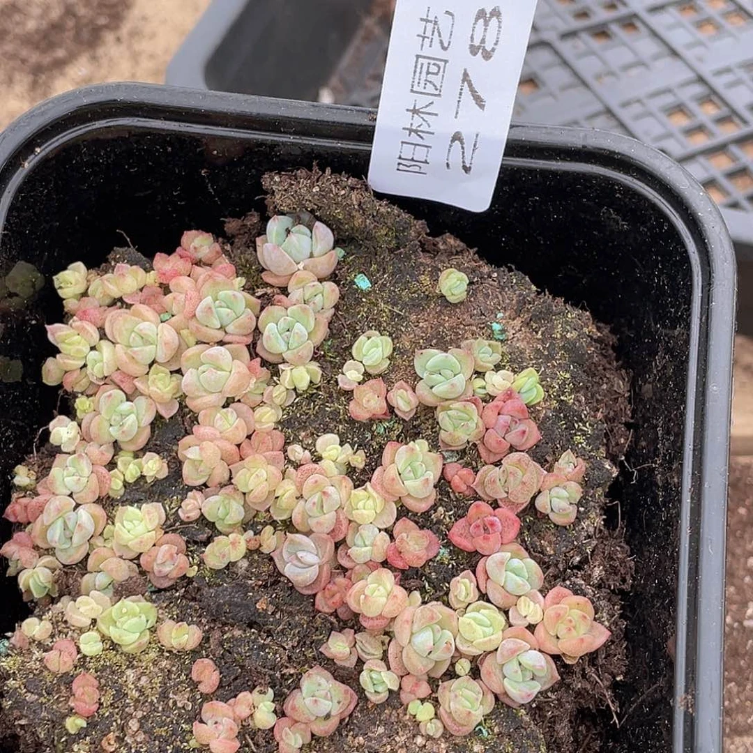 多肉植物多肉植物278