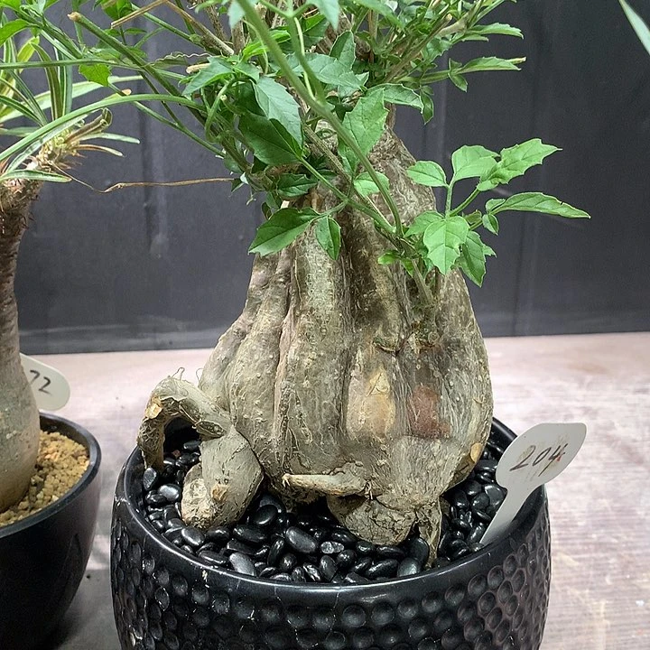 204沙漠苦瓜哈哈哈哈哈