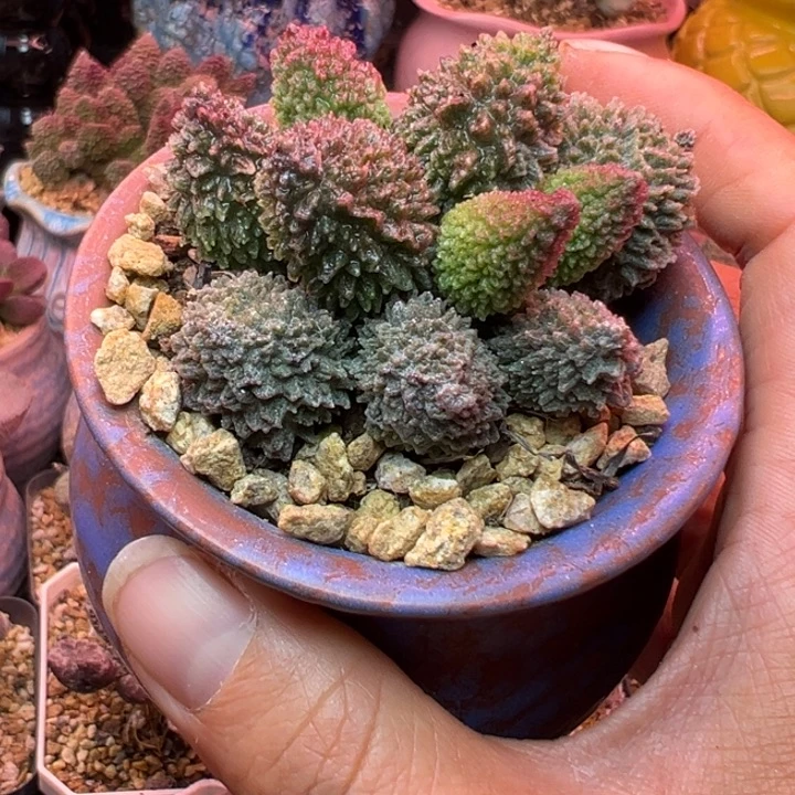 过***天吉祥如意的大人物们都