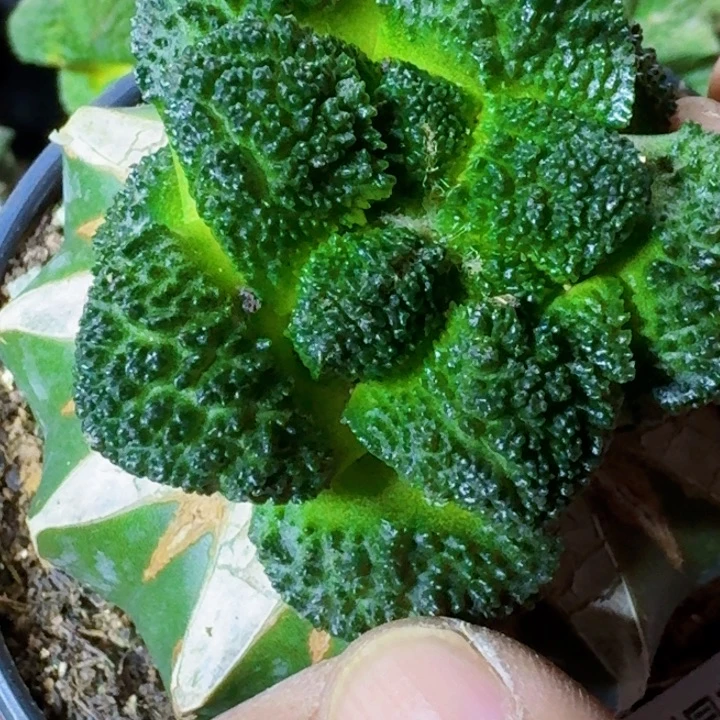 无花朵苗接密尤菜花626