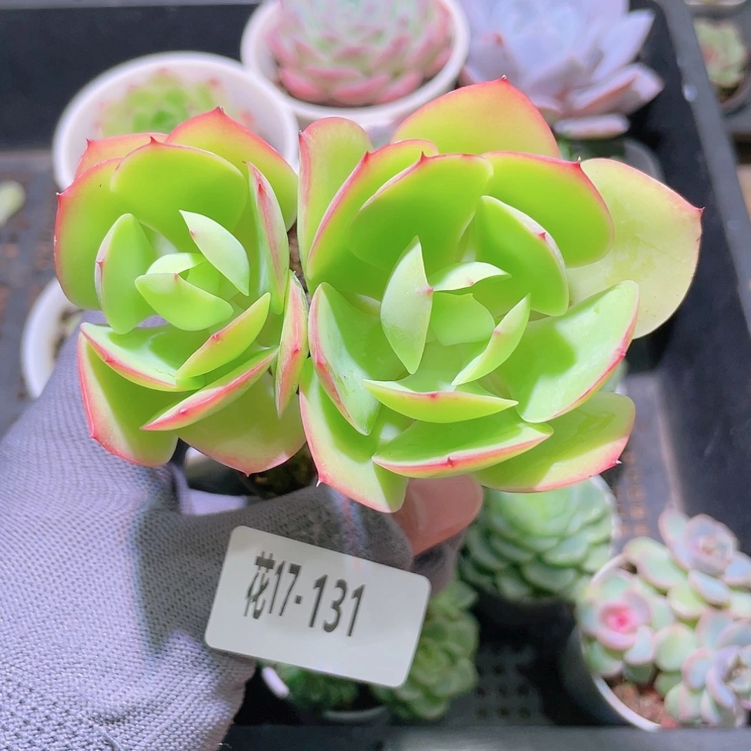 花利美17-131碧桃