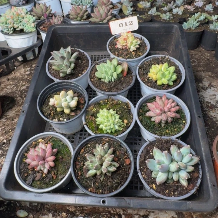 蝶***ღ012多肉植物一物一拍