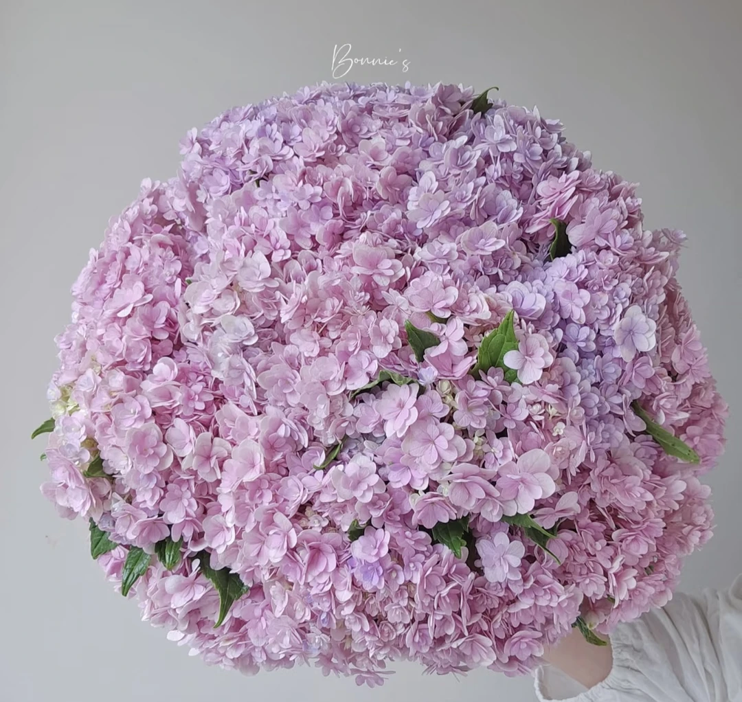 【花手鞠】大花绣球 多季节开花多年生 花量大庭院阳台易养护 3