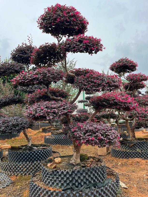 红花继木 直播间 一物一拍