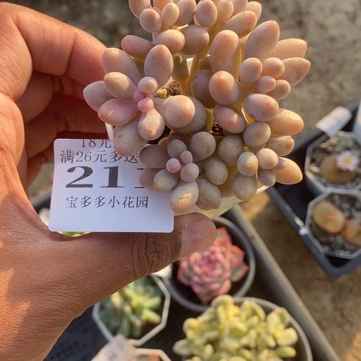 粉色恋人6头群一物一拍满18包邮满26送一颗多肉