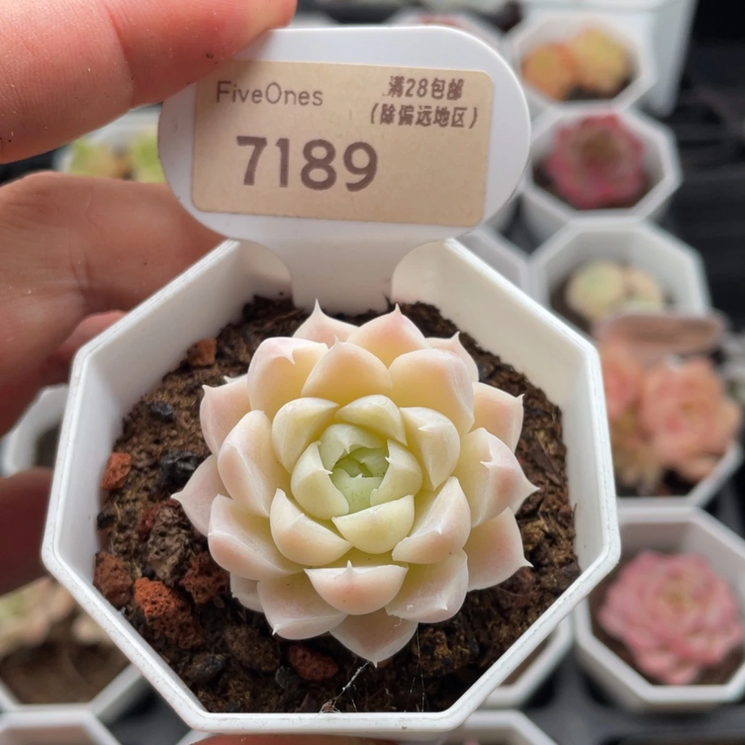 白月影7189-4厘米