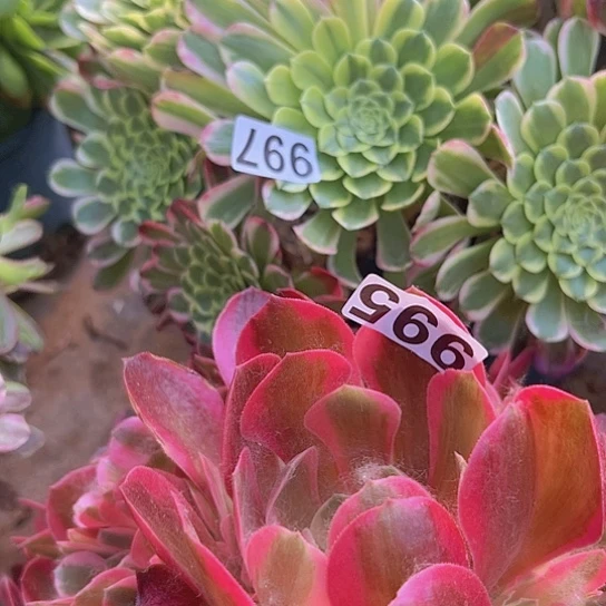 ʚ***ঞ多肉植物两个