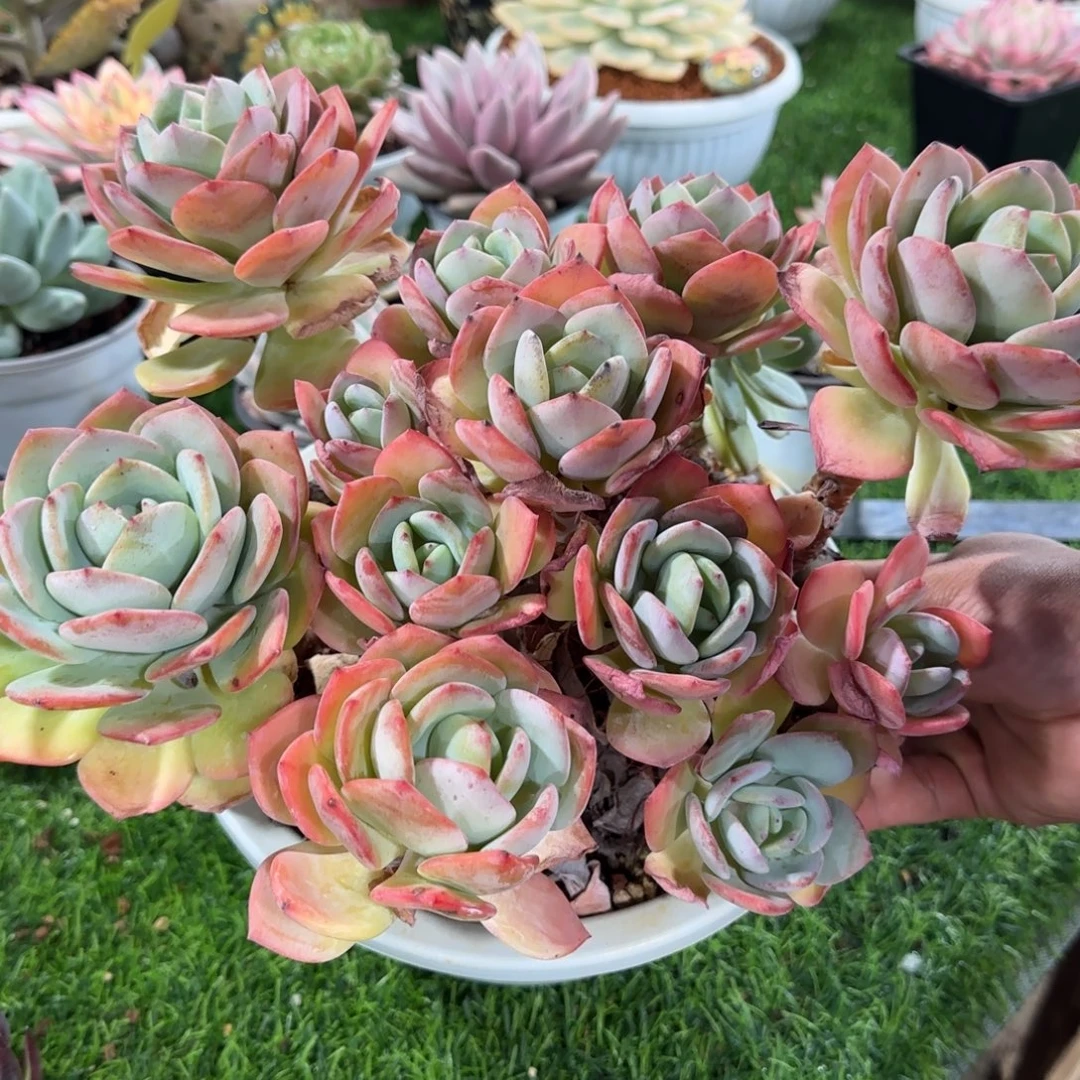 白月光大群多肉植物的时候回来