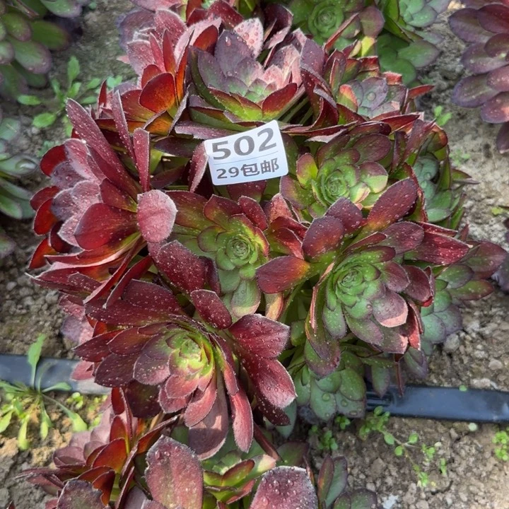 黑寡妇……多肉植物……