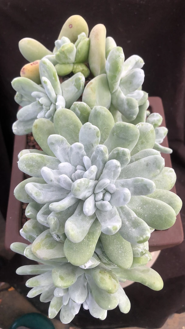 拇指老桩高桩粗桩精控 大花朵脸