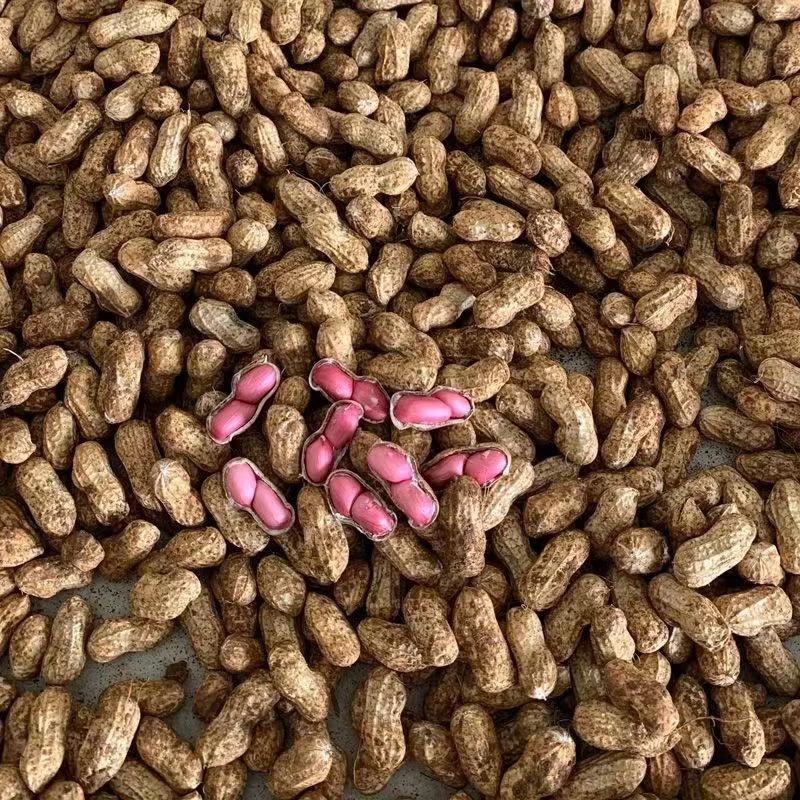 贵州新鲜现挖红皮带壳湿花生农家自种可水煮
