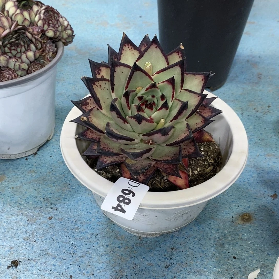 ?**?684乌木多肉植物