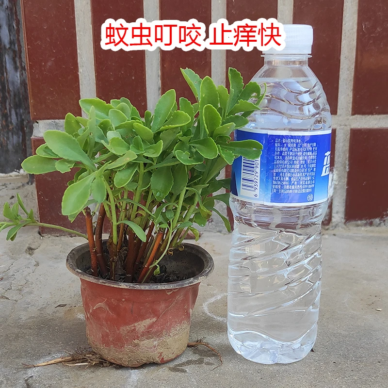 三七草蚊子草云南白药草痒痒草止痒草养心菜救心菜养心菜土三七