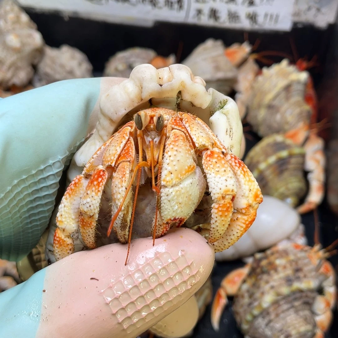 10号，2.3口毛球寄居蟹