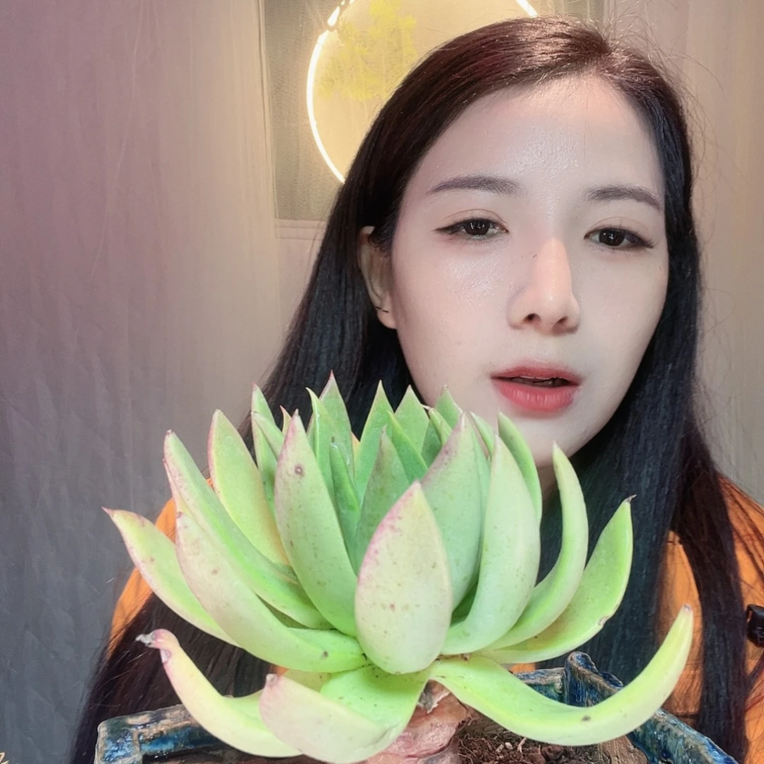 野生仙女杯一株脱土发货