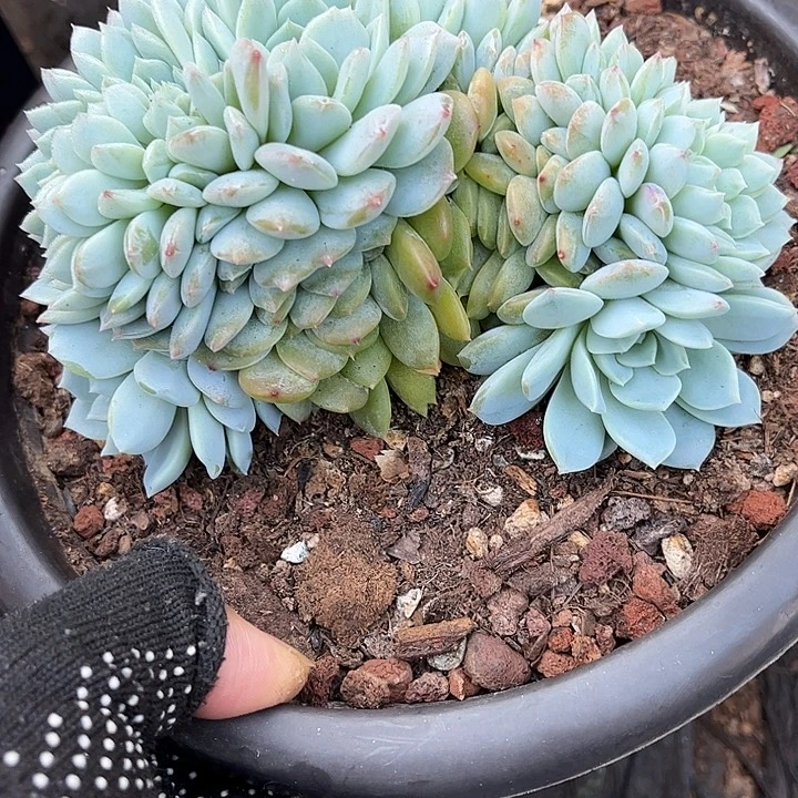 多肉植物一物一拍