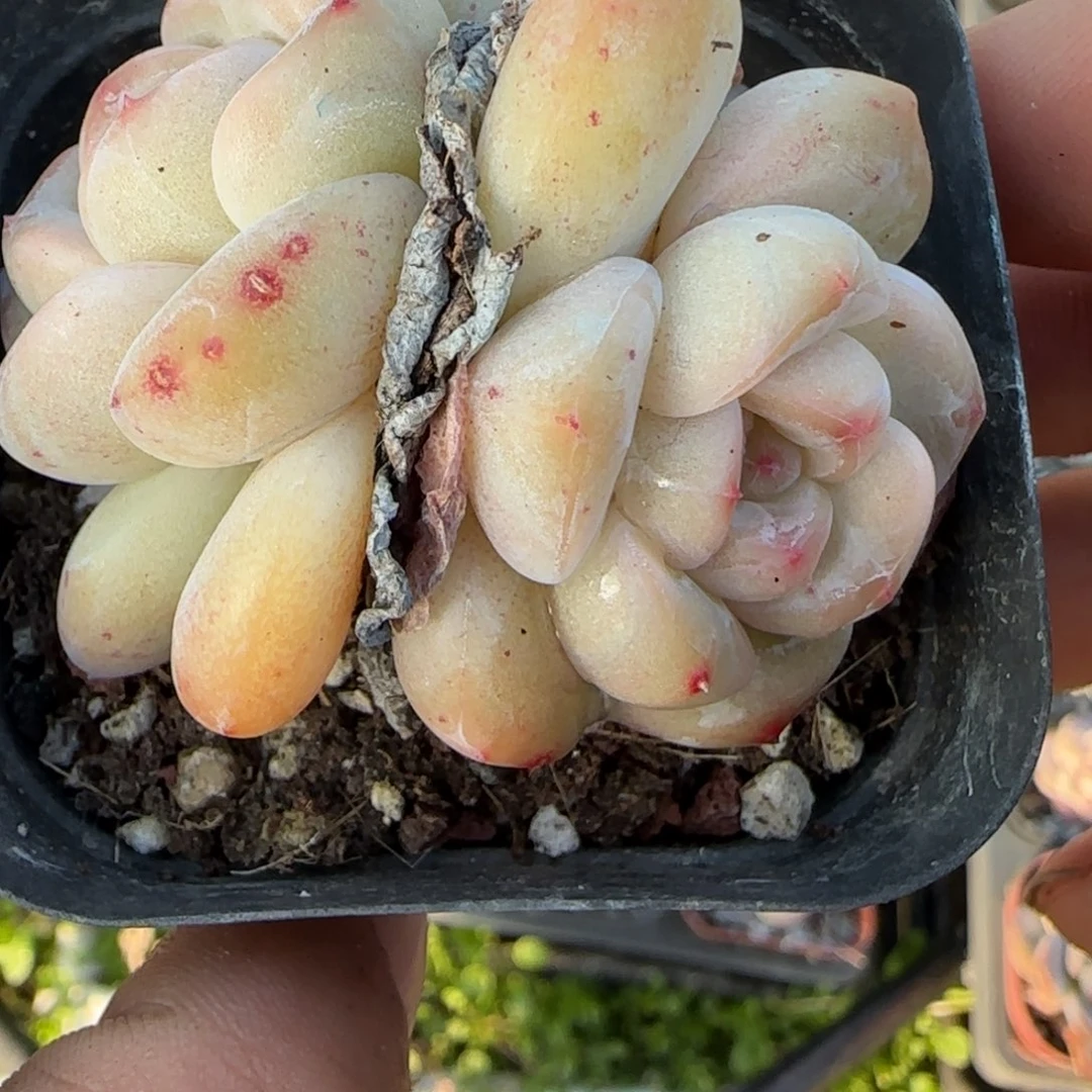 多肉小卡拉米糖心一物一拍