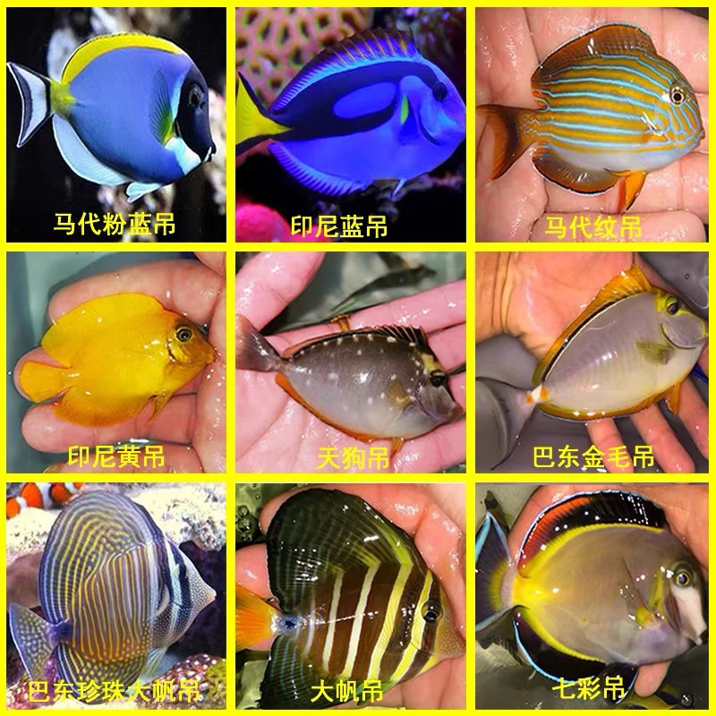 全品类海水鱼（直播间为准一物一拍）