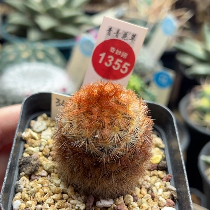 佛头嘉文丸3.6cm一棵仙人球