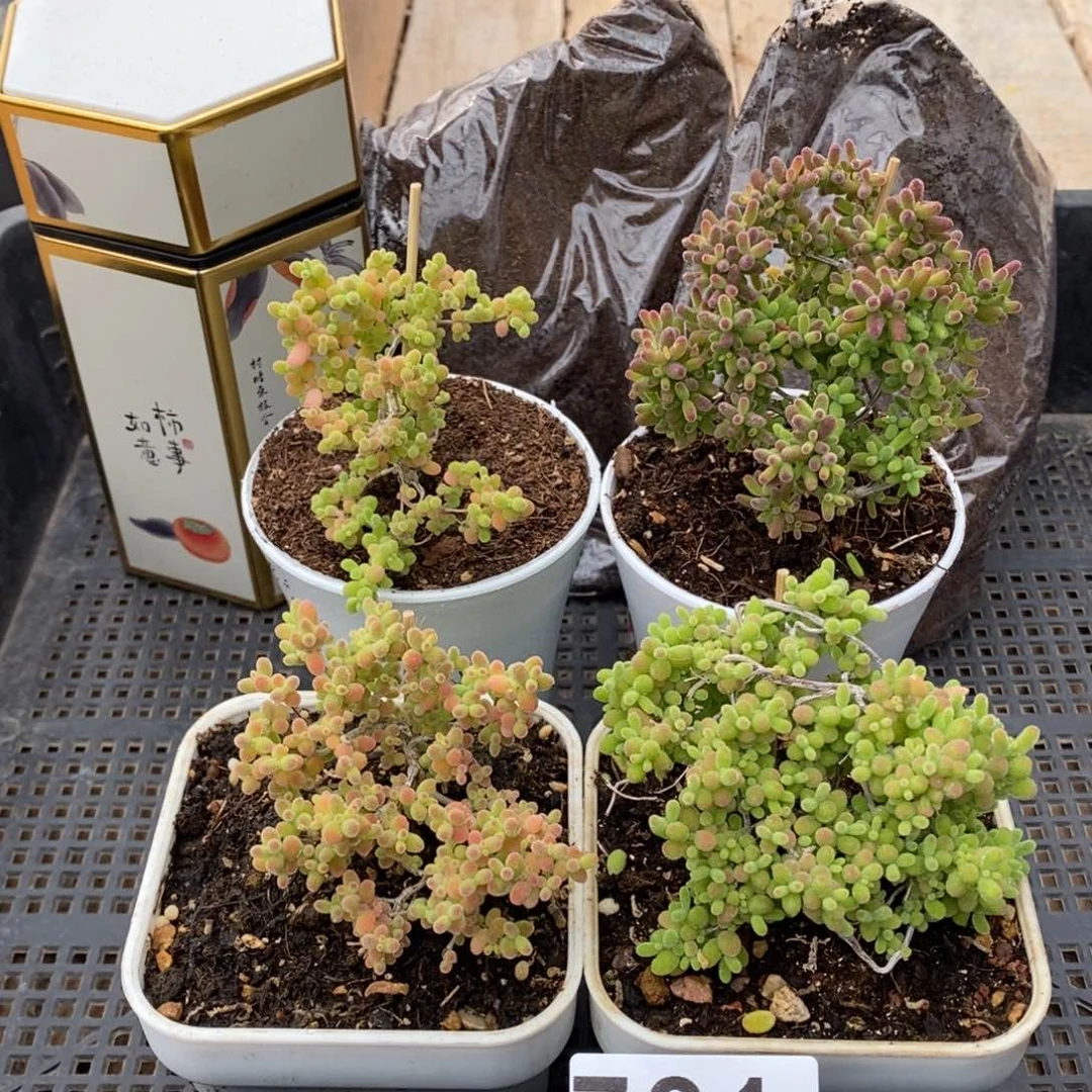 枝干番杏多肉植物721