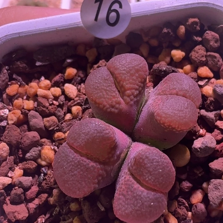 16号风铃一物一拍