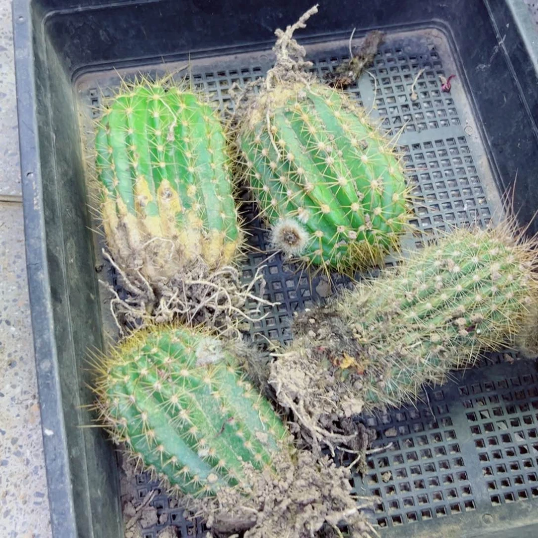 下72毛花柱根斑点10公分左右脱土发货20包邮