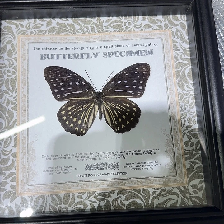 彩裳斑眼蝶蝴蝶标本