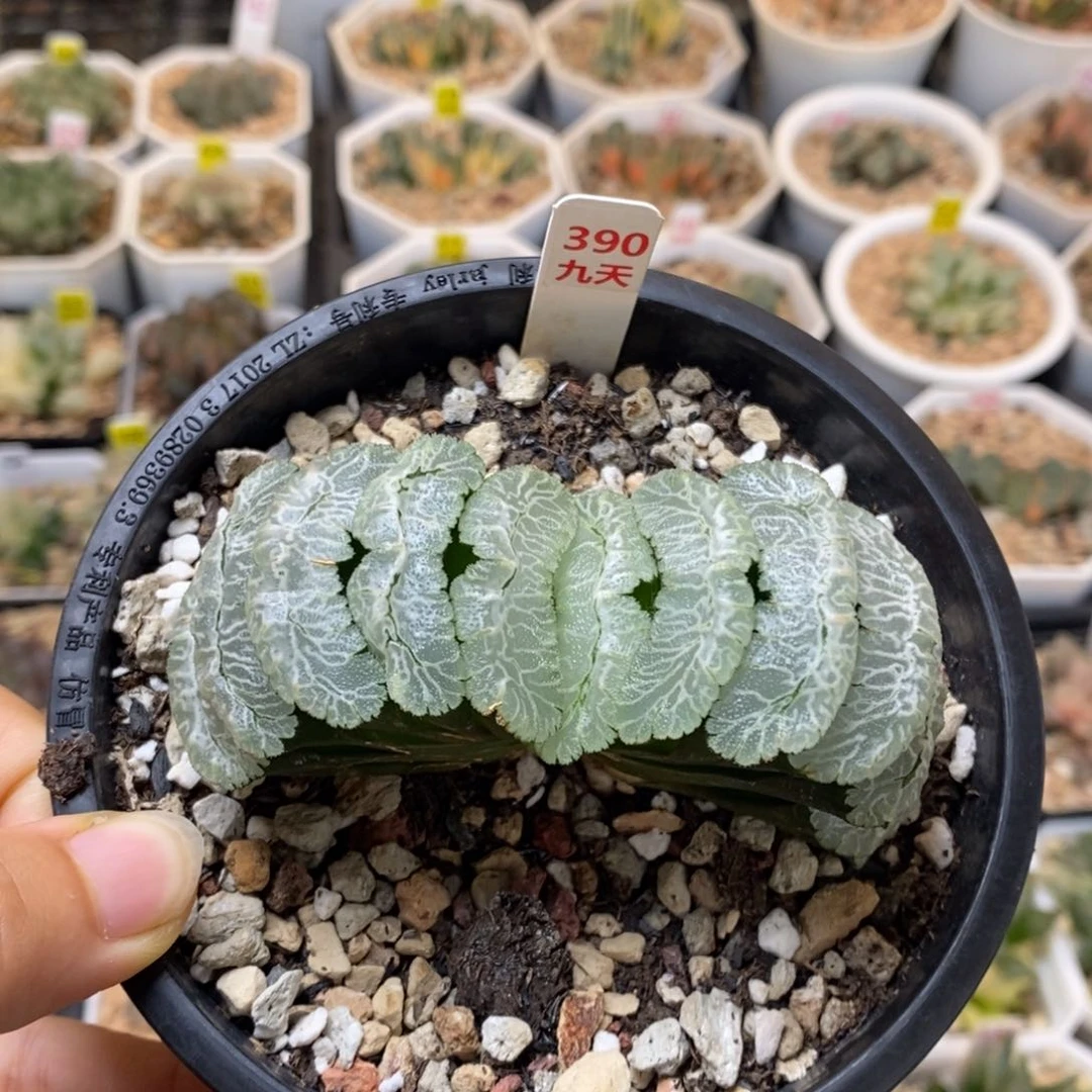 390号虞姬玉扇母本带盆