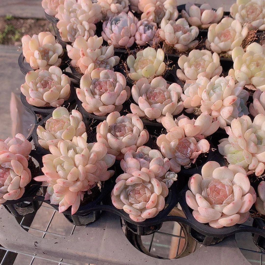 7颗白lian2457789900000