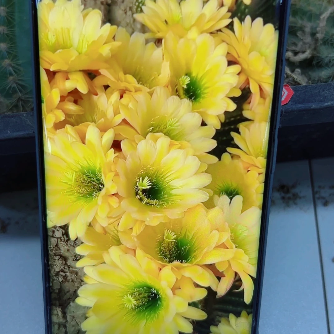 下75毛绿眼睛根歪5公分左右脱土发货20包邮