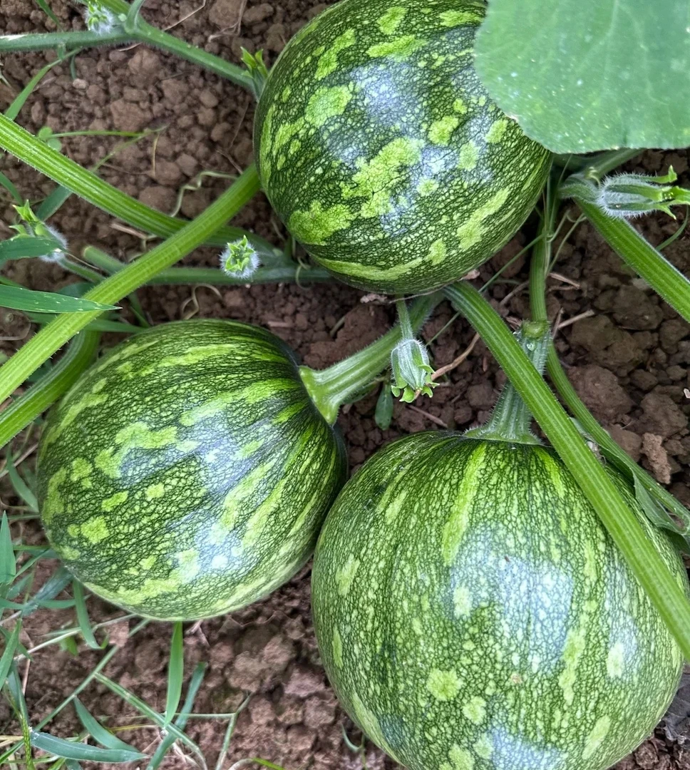 贵州农家露天新鲜现摘小南瓜