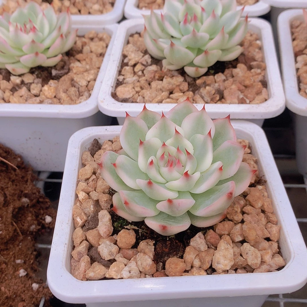 白福伦吉娃娃锦345677899999