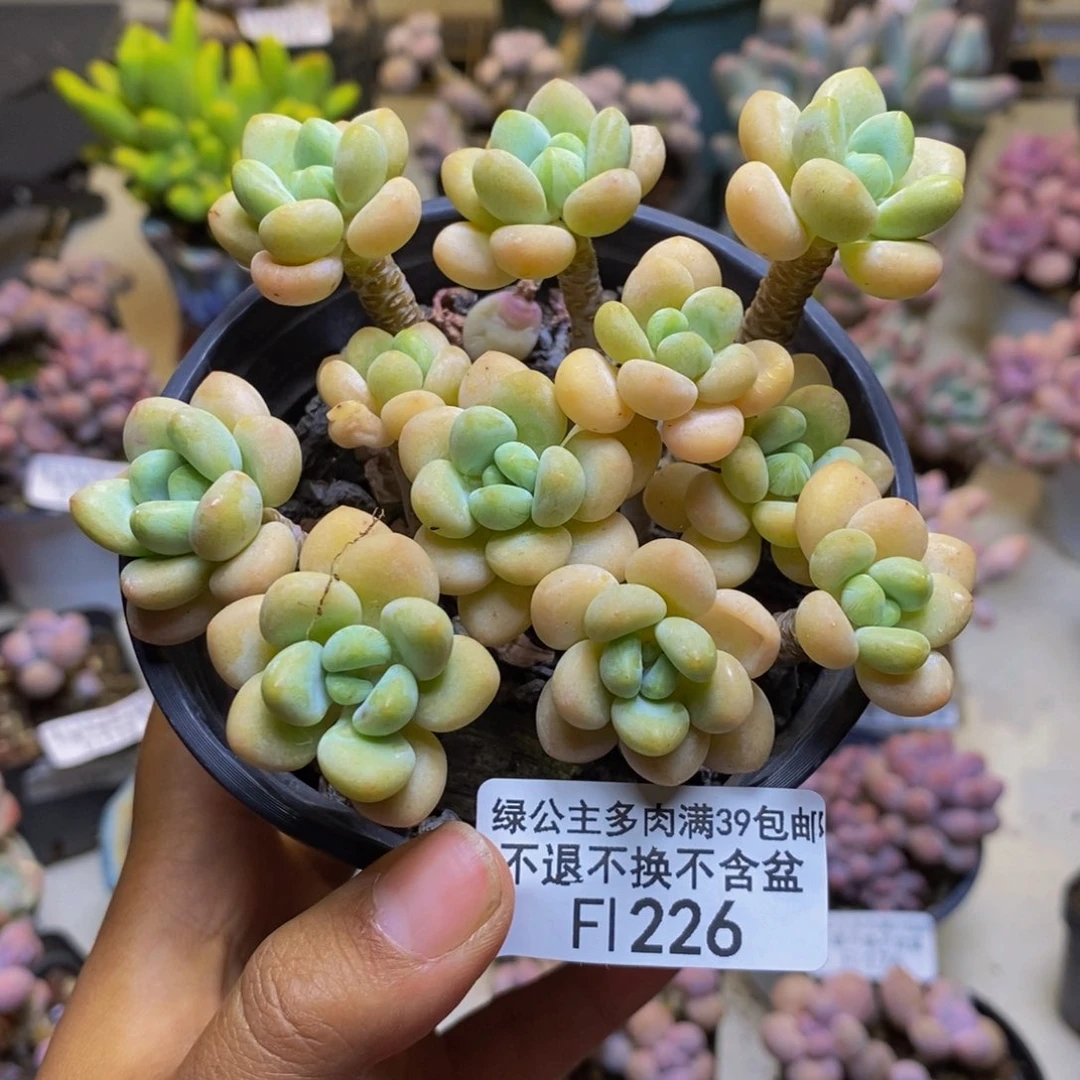 226白奶糖多肉7cm