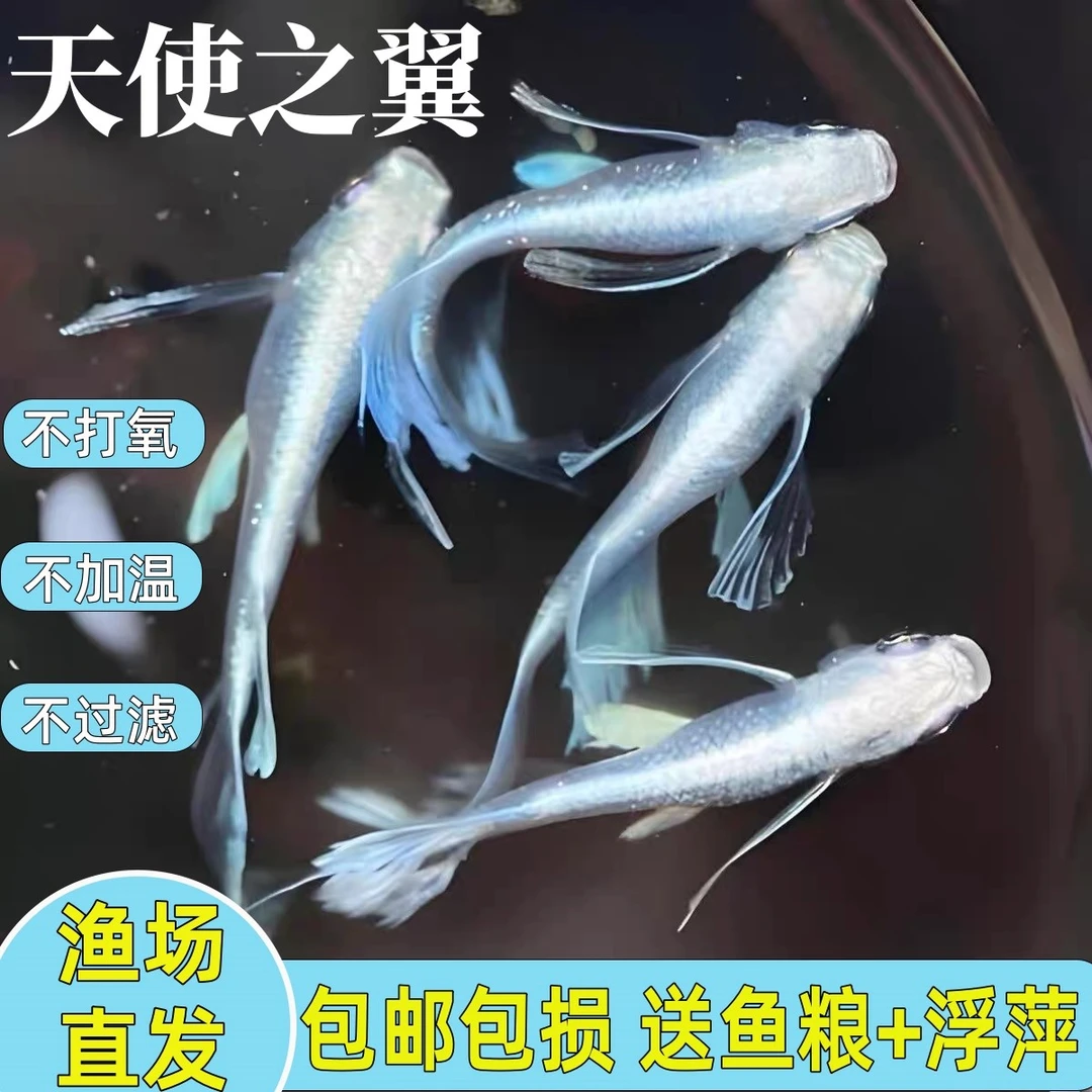 天使之翼观背青鳉干支短鳍长鳍小型冷水淡水观赏鱼好养耐活不打氧