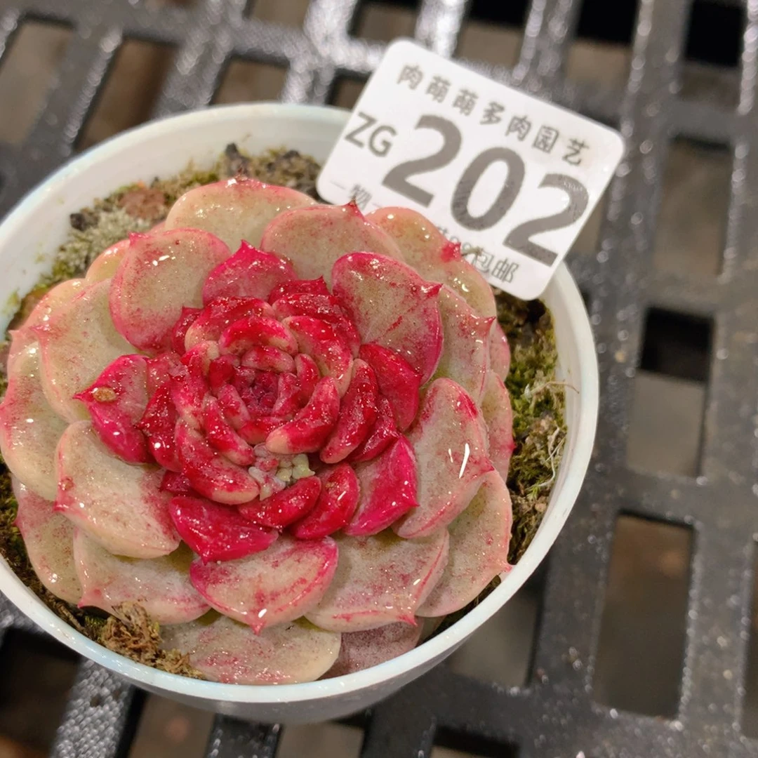 肉萌萌拇指盆精控多肉ZG202