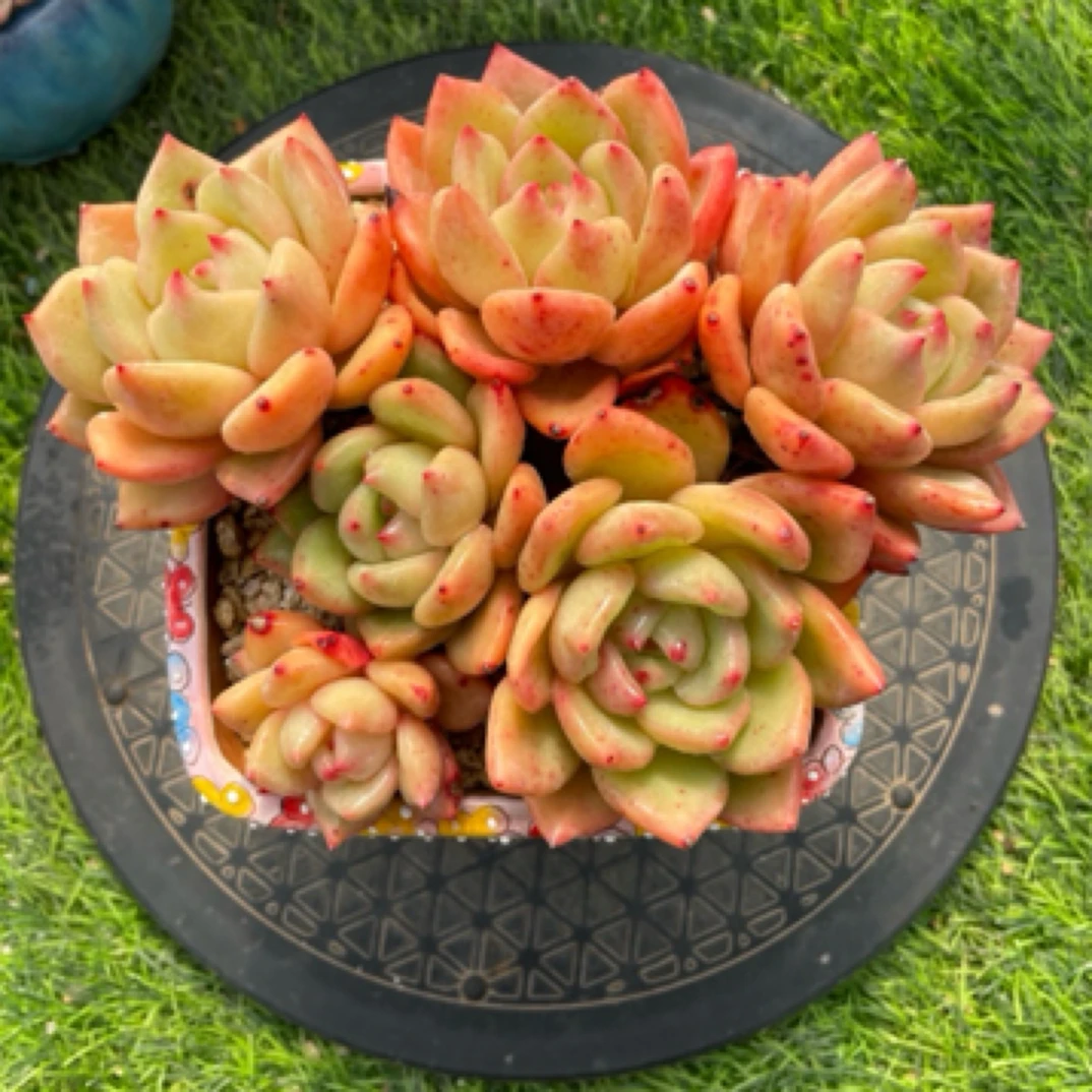 智慧多肉坊3号链接