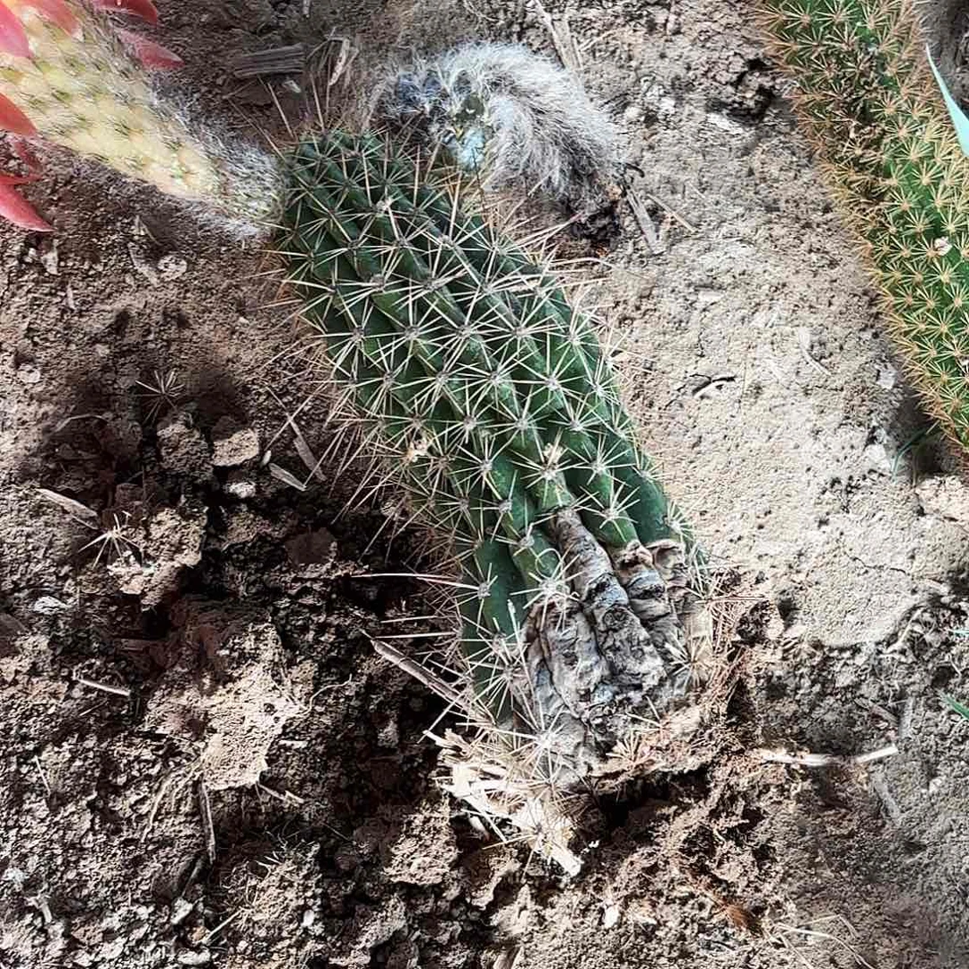 0139 毛花带根瑕疵