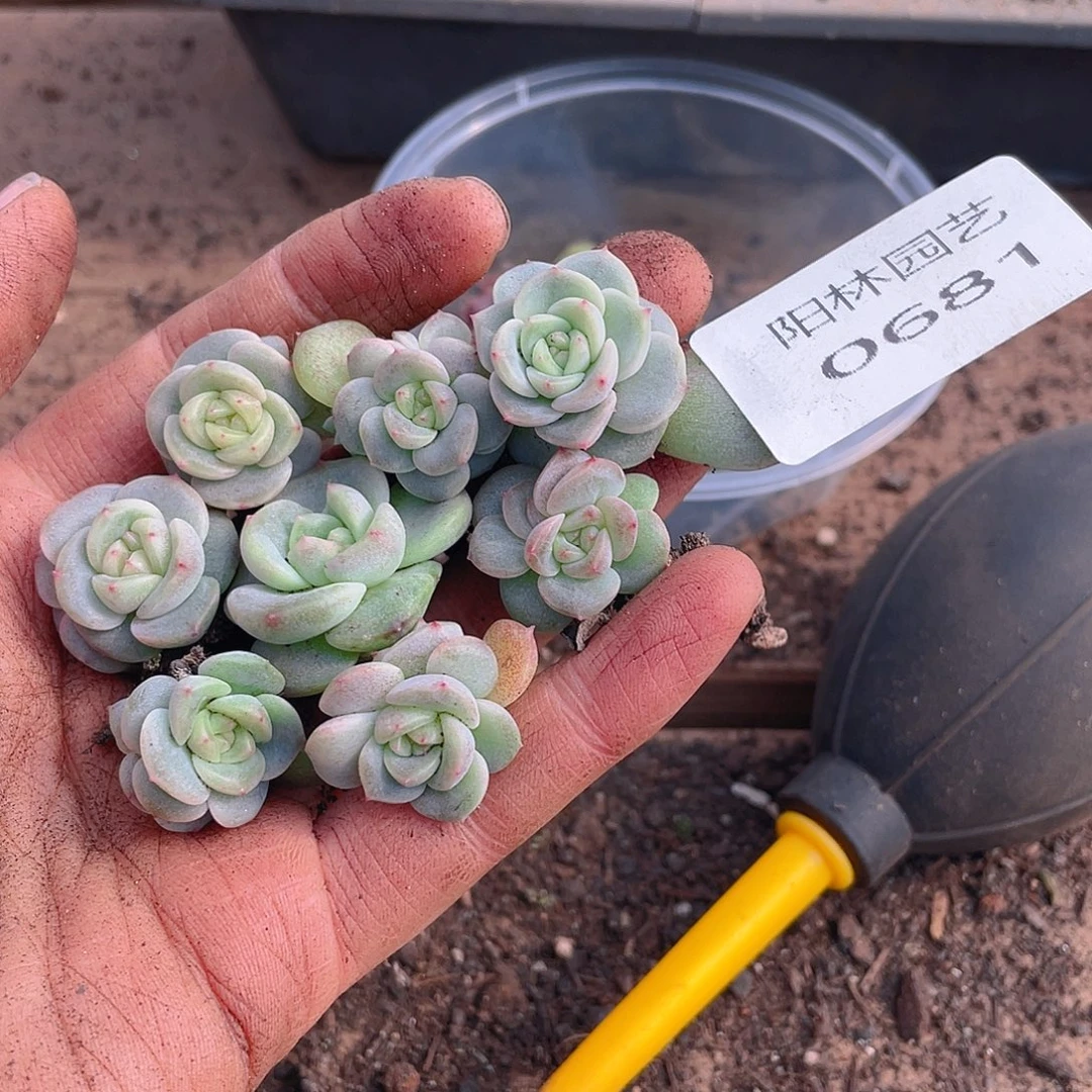 多肉植物多肉植物681