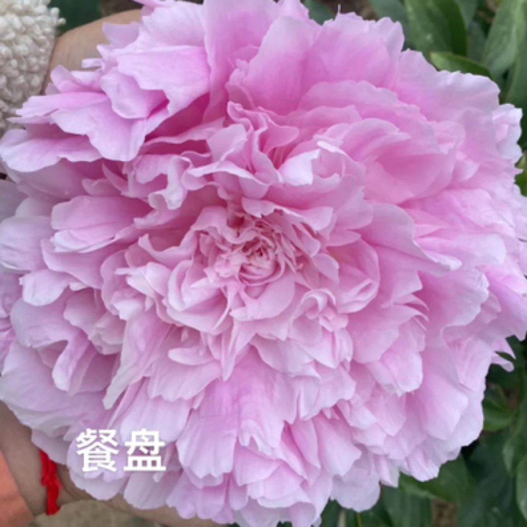 【餐盘】芍药，进口品种大花芍药，菏泽基地直发
