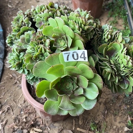 杨***多肉植物一个万追