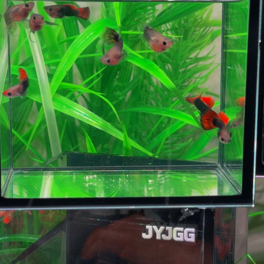 徐***。孔雀鱼蝴蝶玻璃猫6条送2备损，共8条