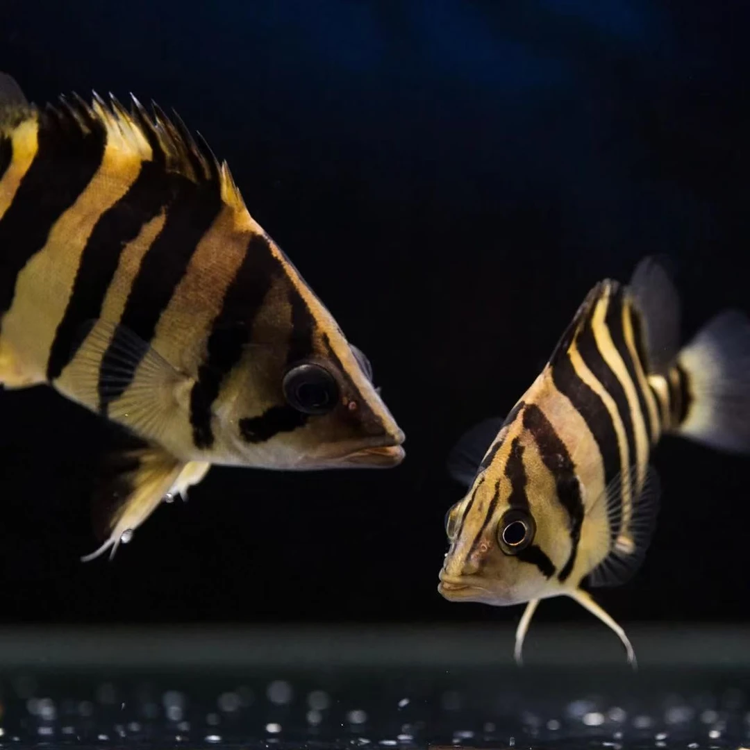 直播间专属特殊纹路苏虎四纹苏虎泰国元宝鲫