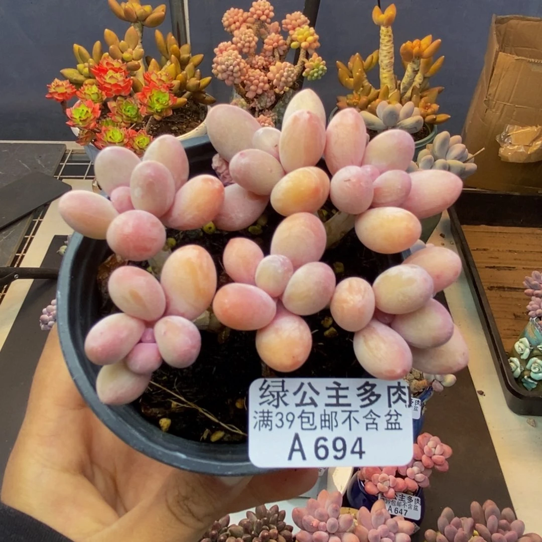 694香水手指奶多肉8c m