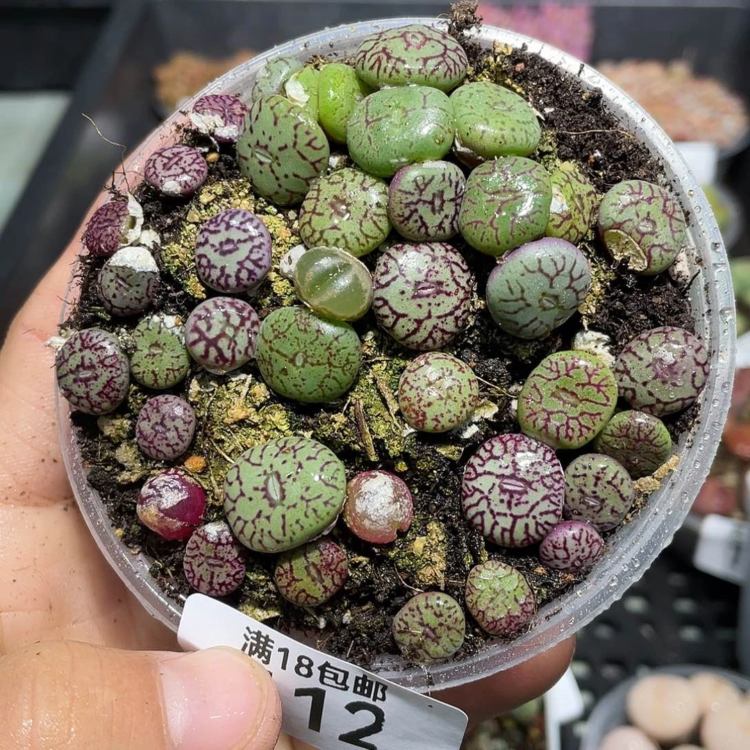 112当天凑满十八元包邮生石花