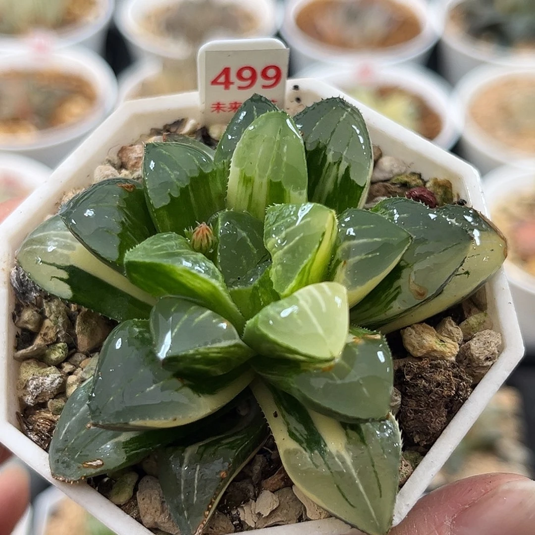 499姬寿锦一物一图