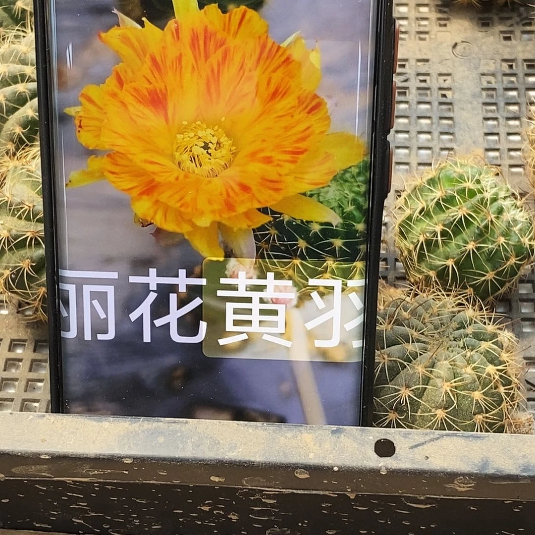 丽 黄羽/侧芽歪20包邮/4公分。发2个