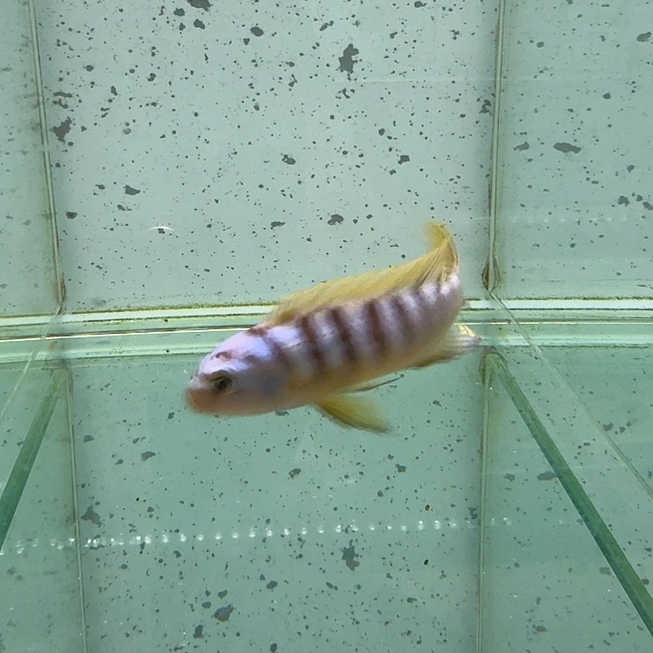 霓虹灯鱼蓬勃480。